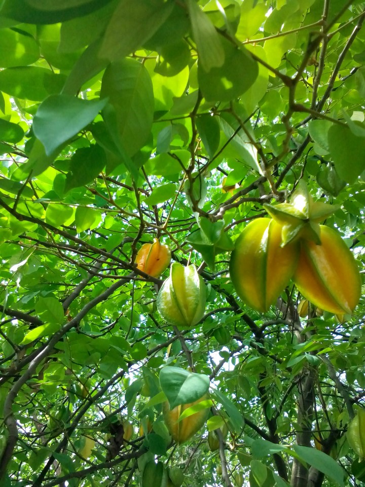 Khế - carambola