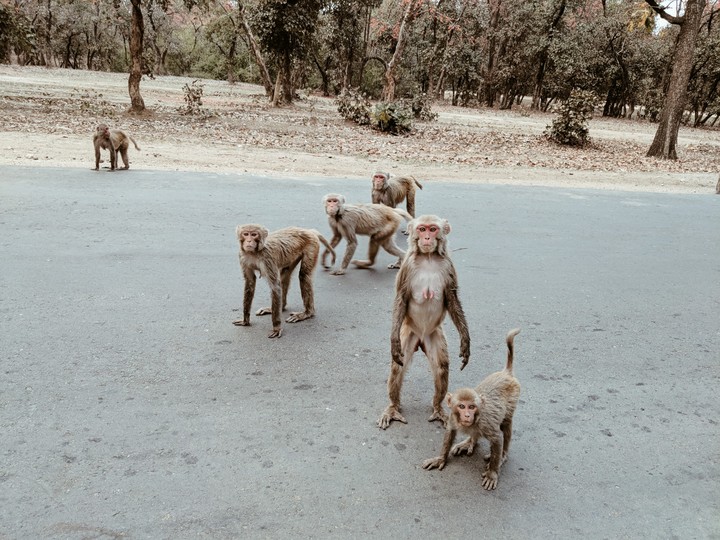 cute monkey