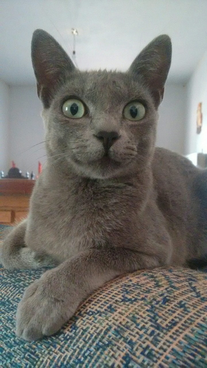 gatinha cinza 