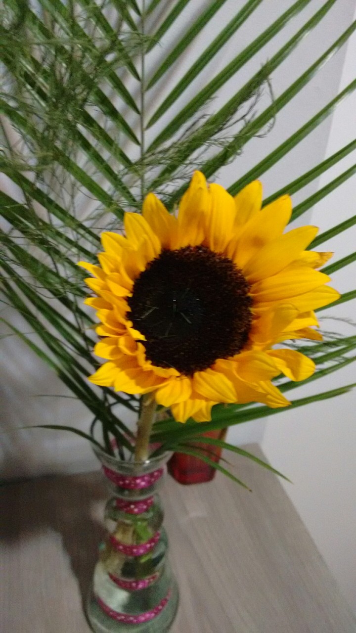 Girasol
