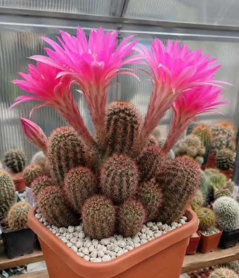 sfondi flowerpot, houseplant