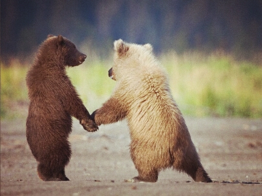 cubs holding paws