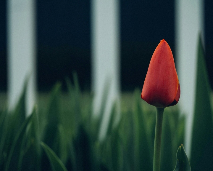 Alone In The Field