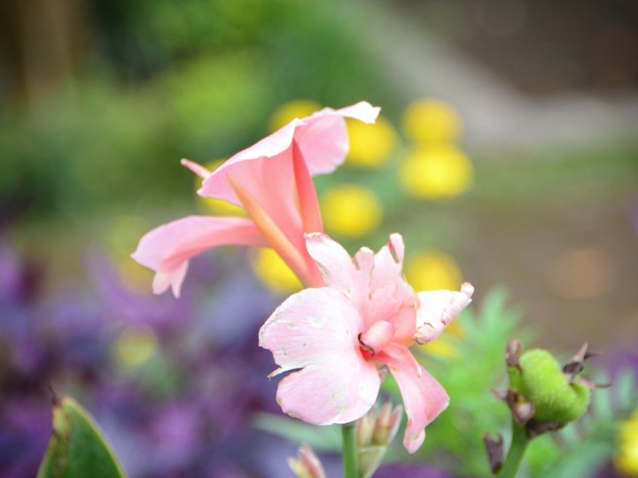 flower