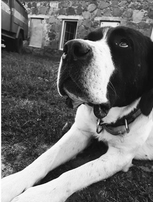 #dog #bigdog