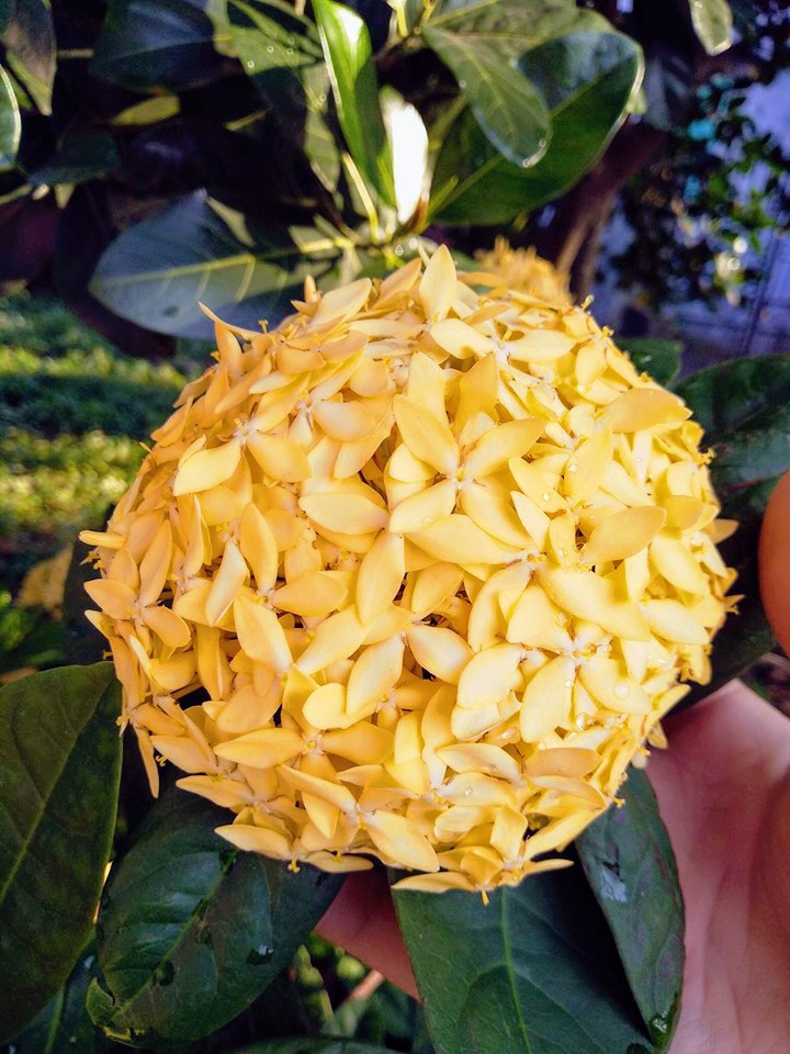 flower