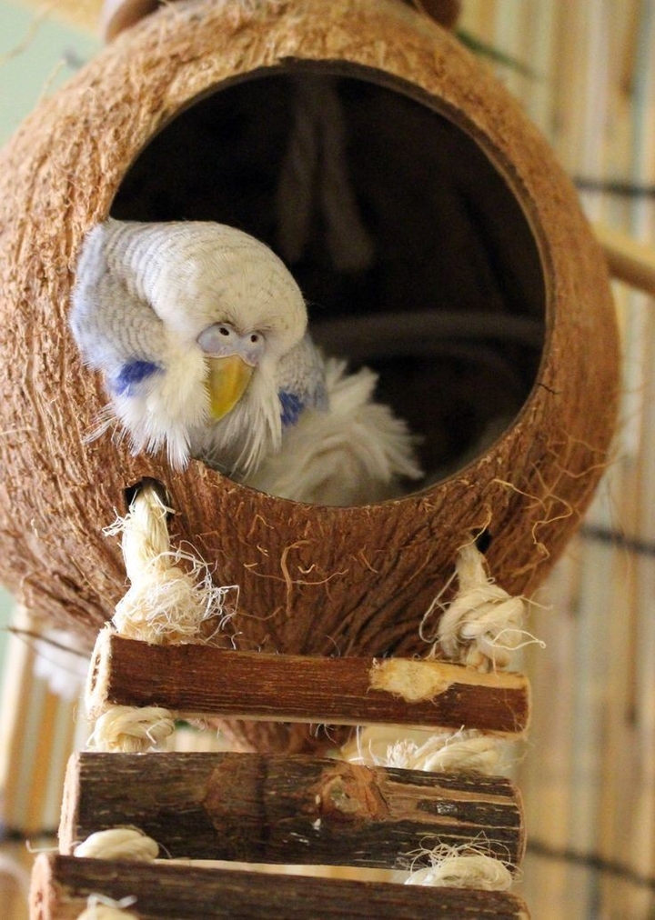 favorite pet