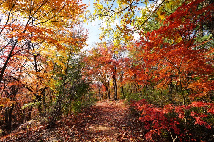 south korea autumn