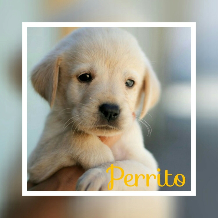 perrito