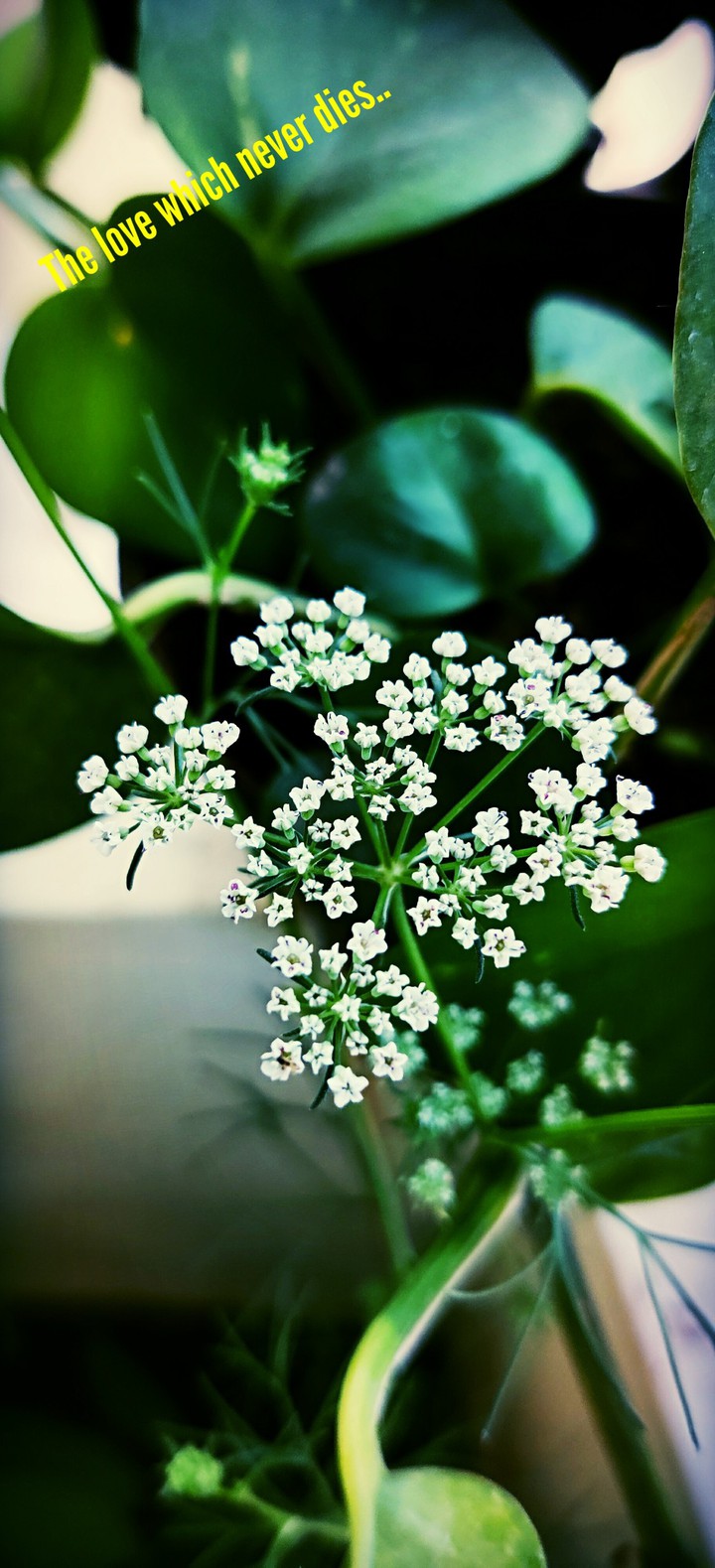 Random click
