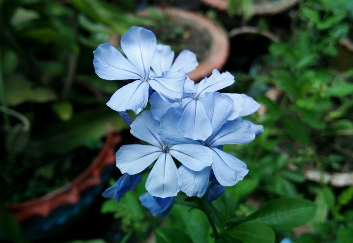 Flowers