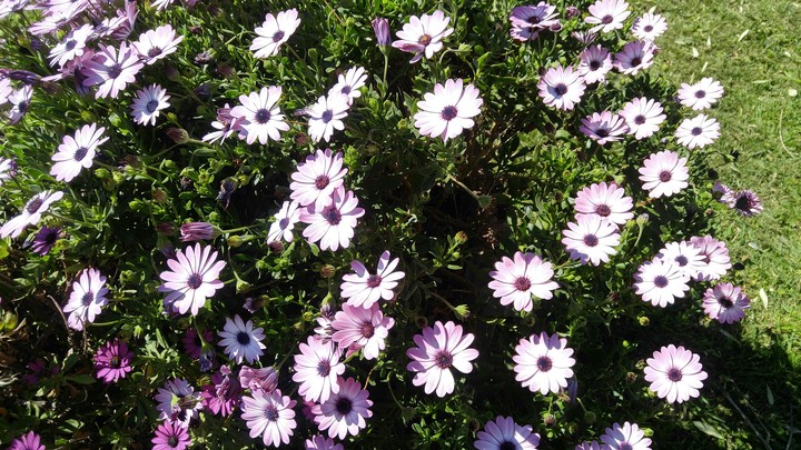 Flowers in my garden