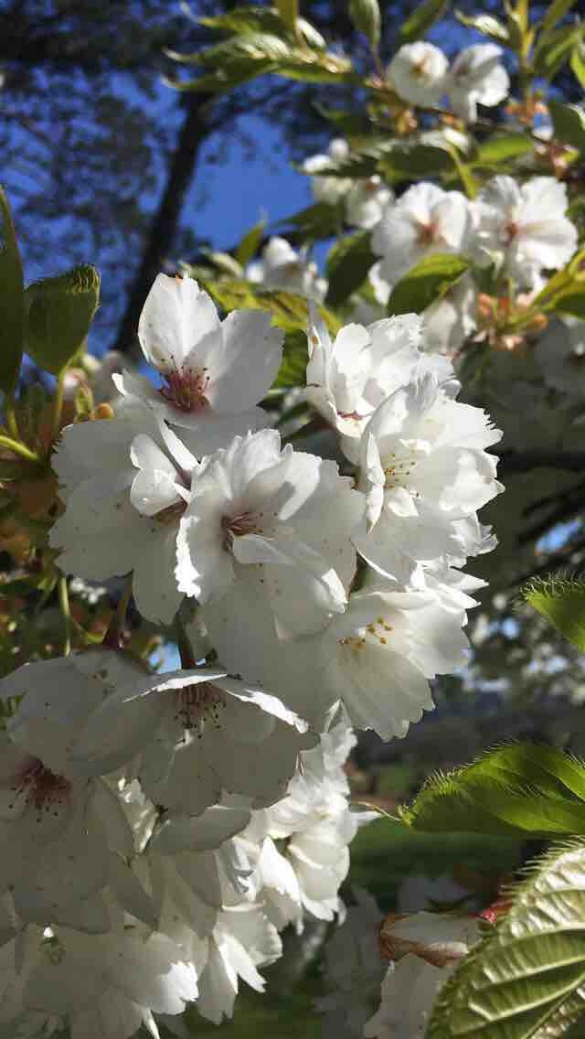 White flowers