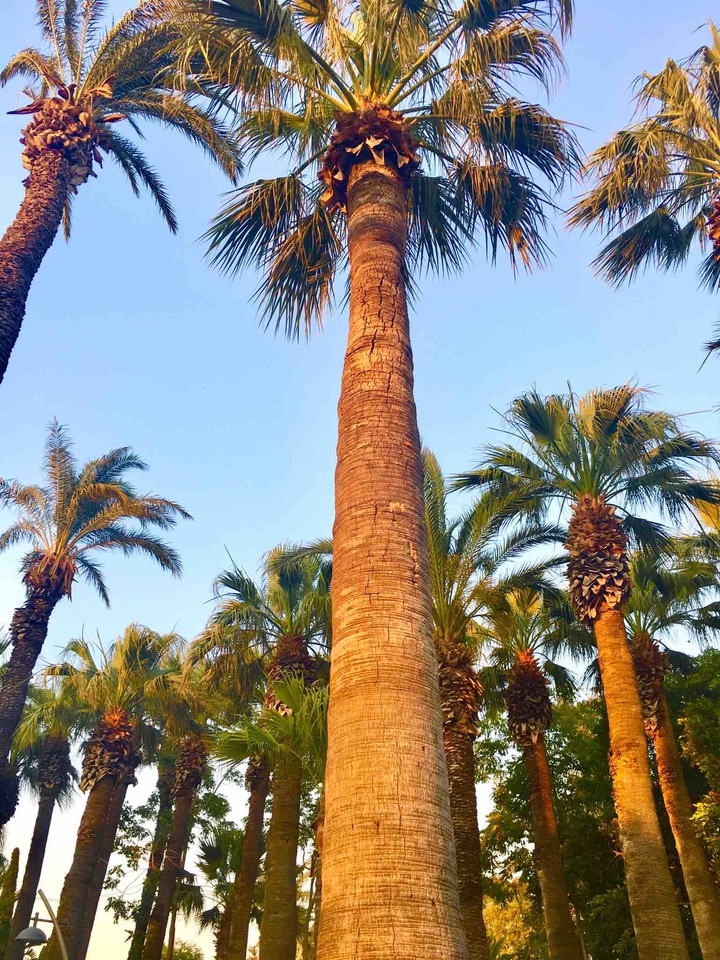 Palm Trees in Bodrum