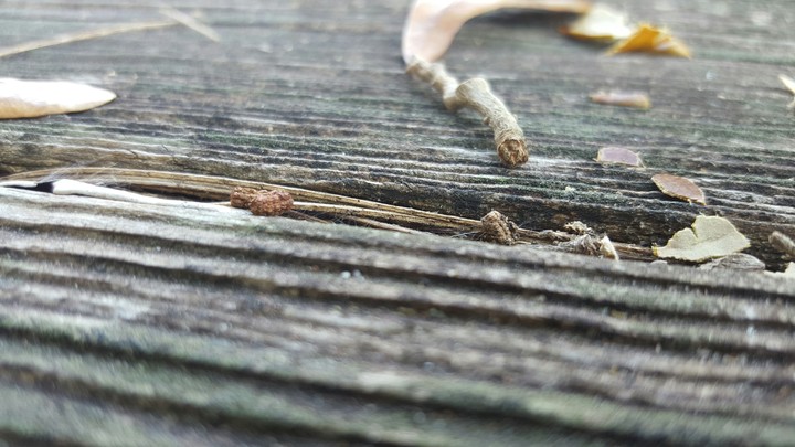 old picnic table
