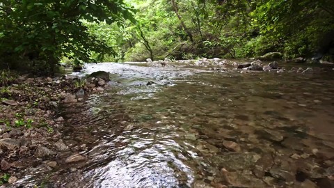 sfondi tree, Water
