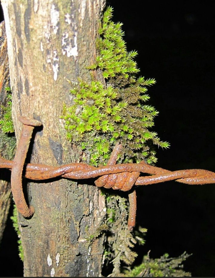 life & bondage