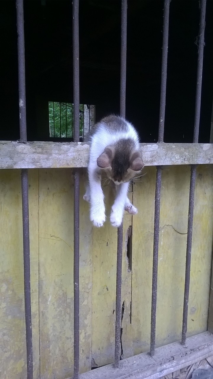 cat
