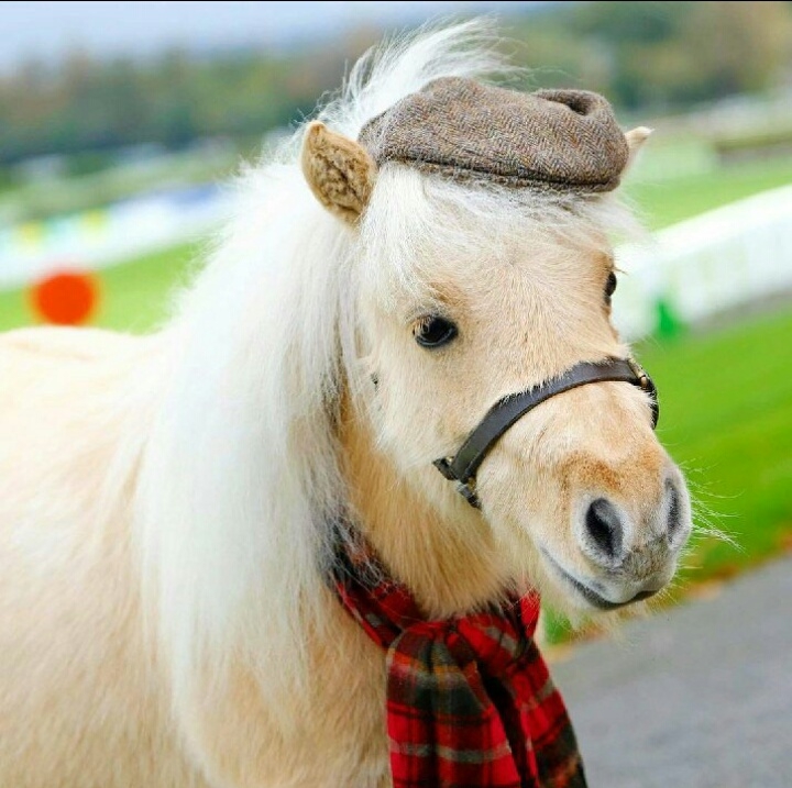 #horse