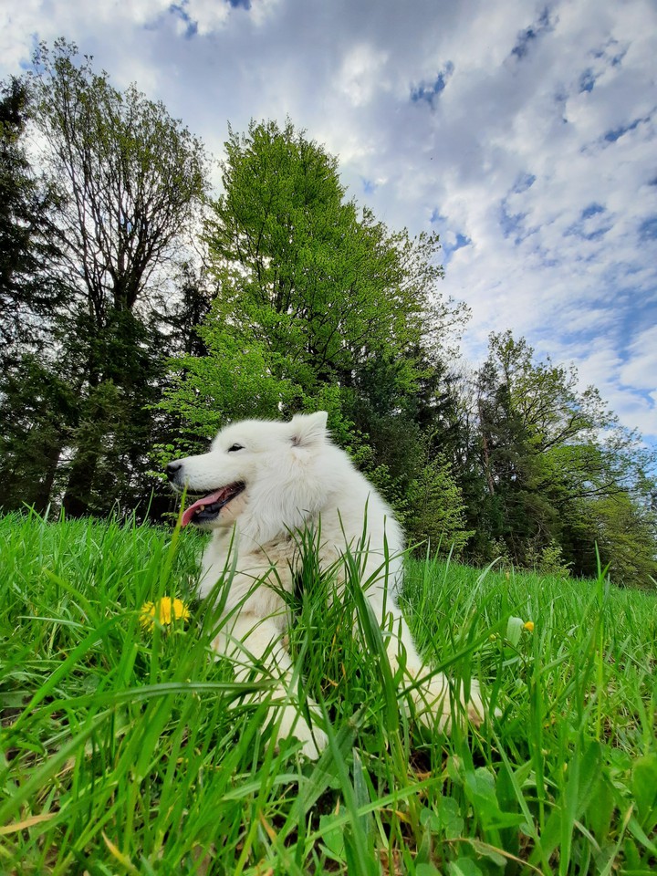 Tara