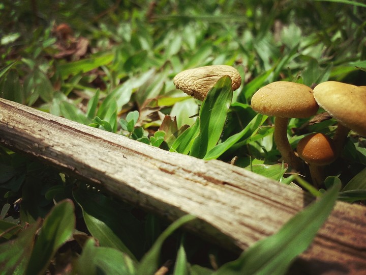 The mushroom family