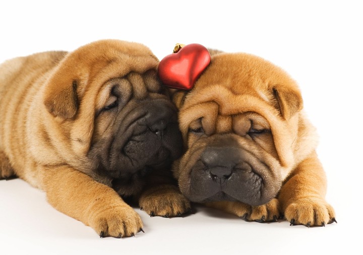 pups