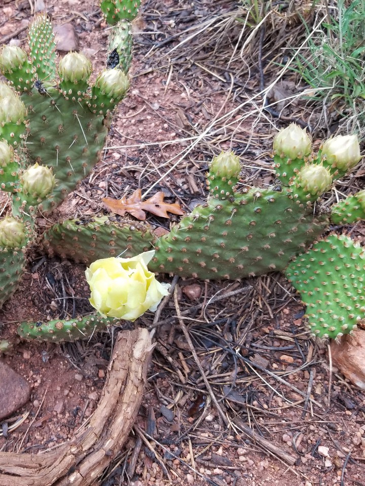 Colorado Cacti