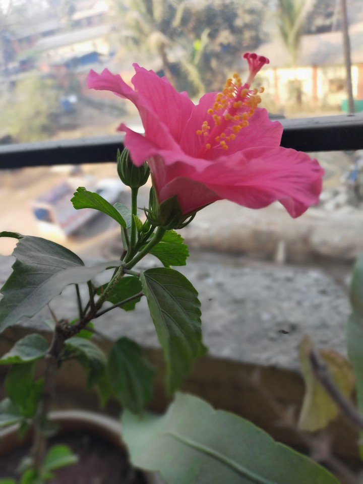 Hibiscus