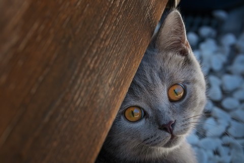 tapety eye, cat