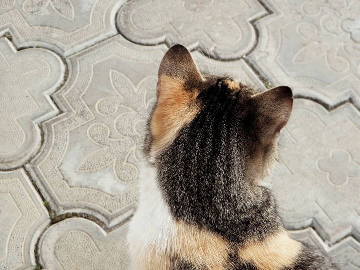 a cat
