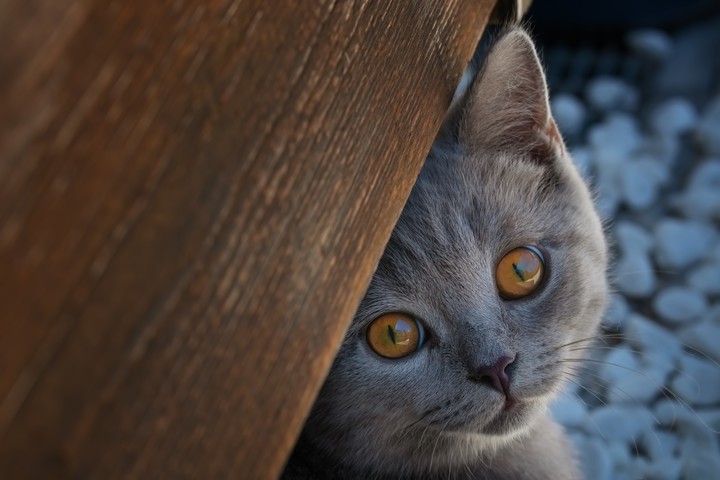 ,,,,
