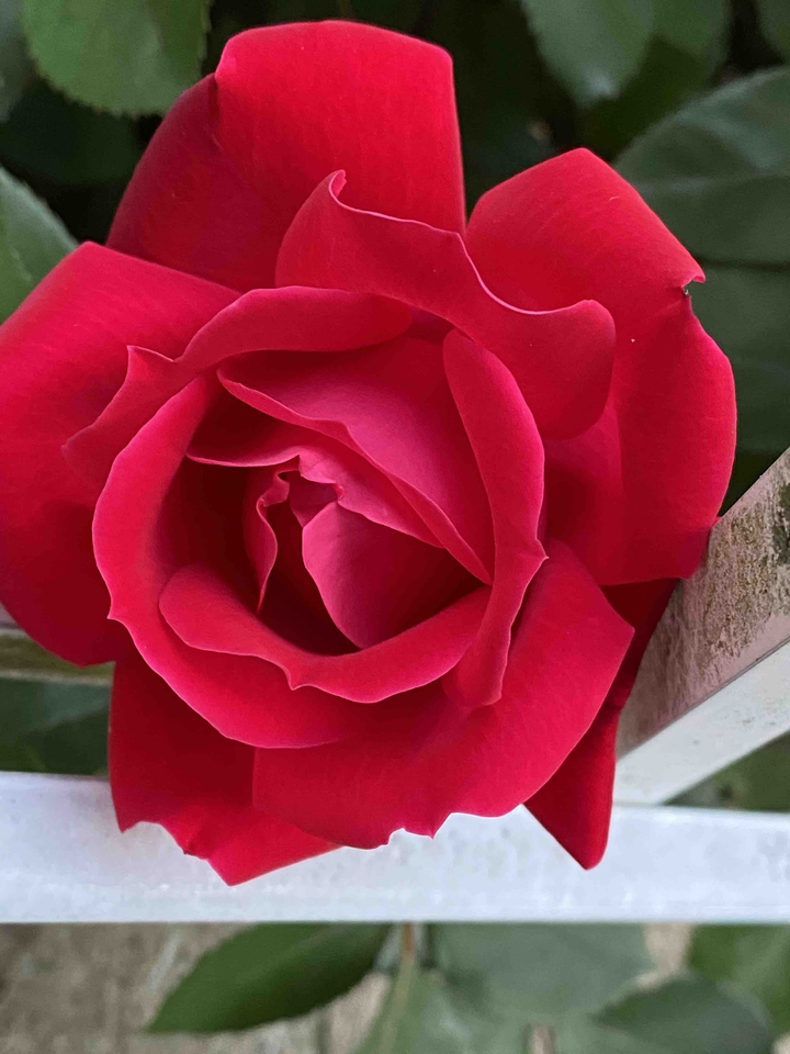 red rose