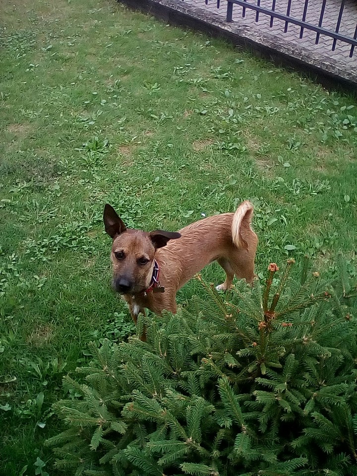 My dog