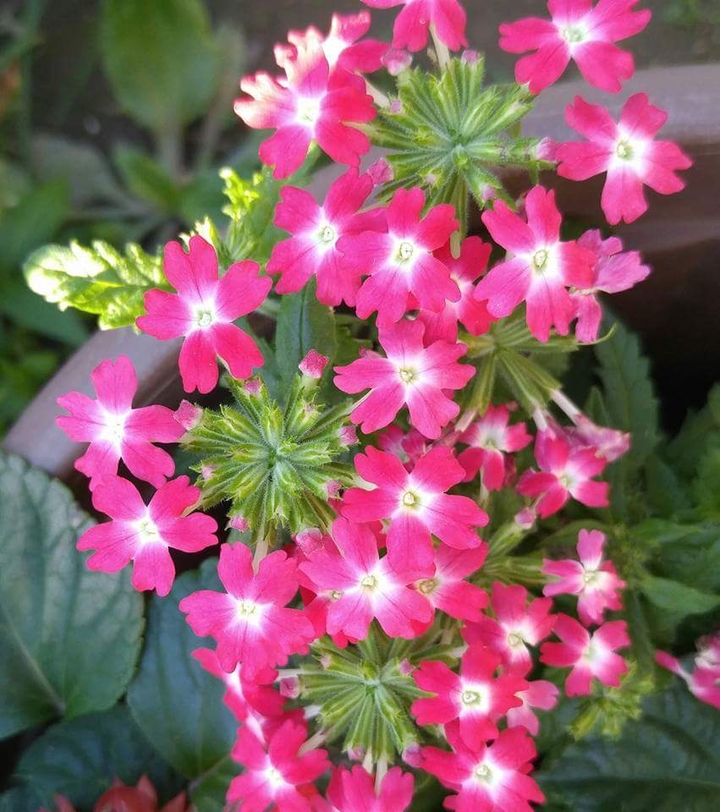 My garden