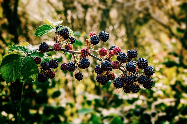 Berries