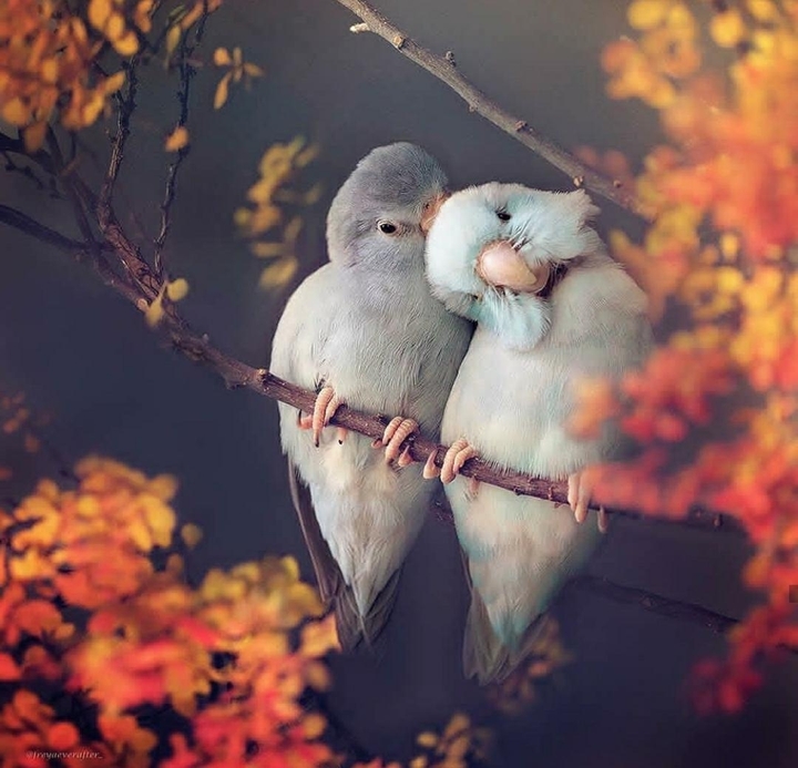True Love