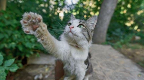 猫