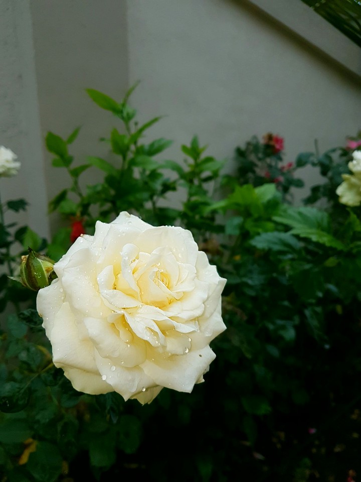 rose