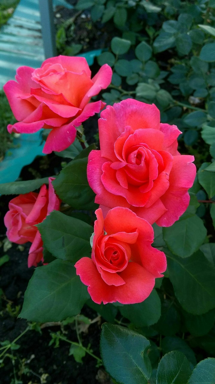 roses