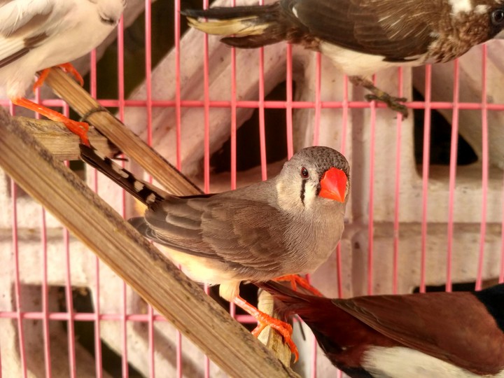 Finch