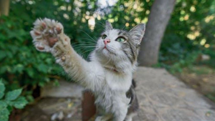 猫