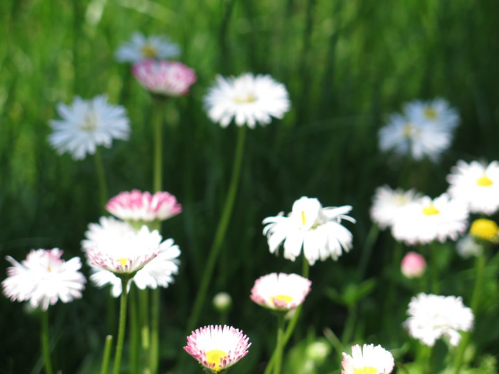 flowers