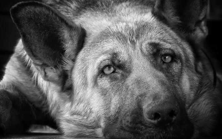 German shepherd