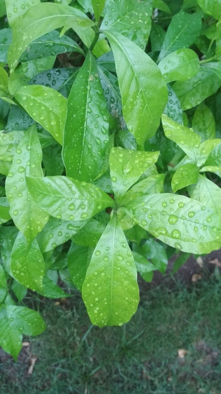Monsoon season