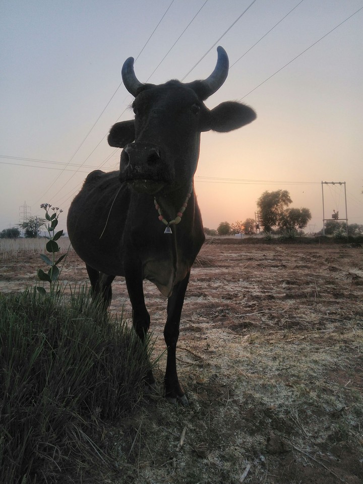 cow