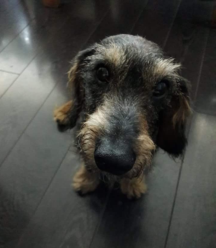 Doggie