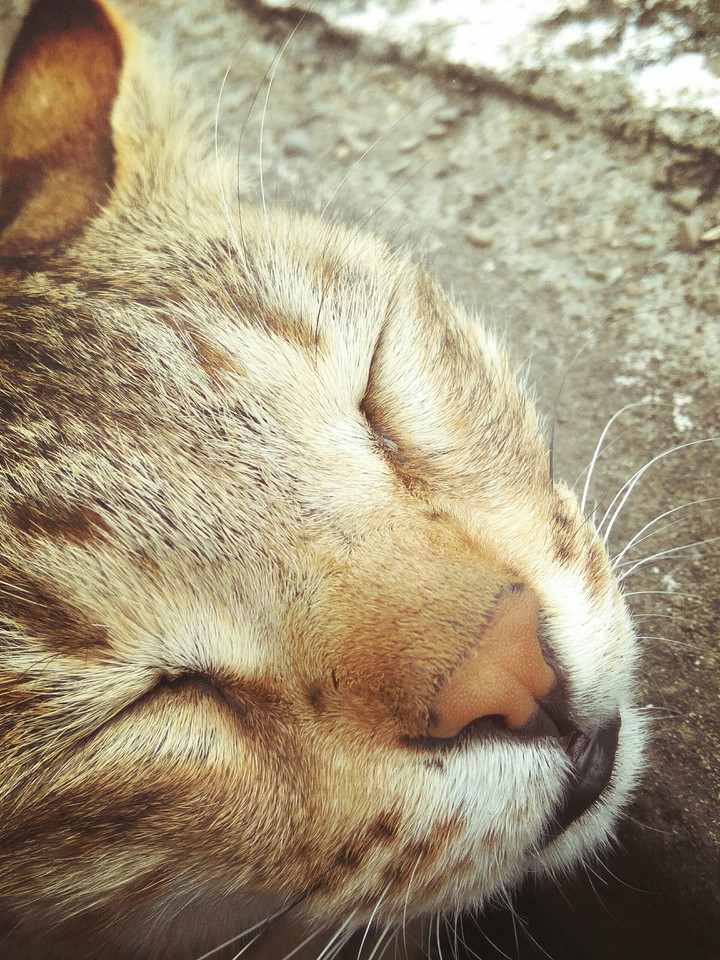 Cats