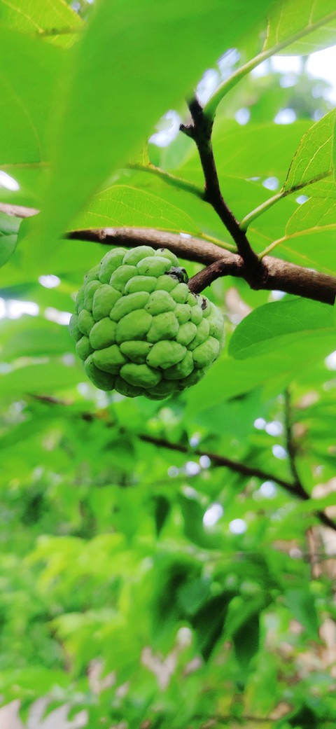 ബ്യൂട്ടി ഓഫ് nature