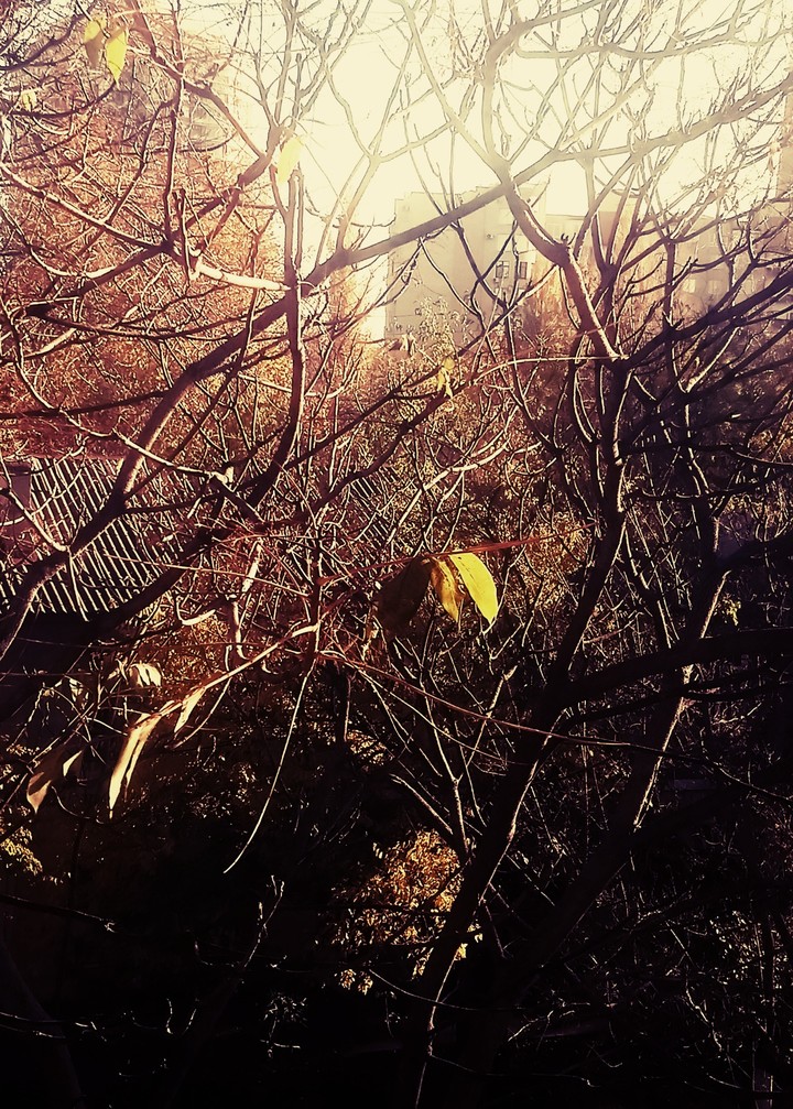 The golden fall