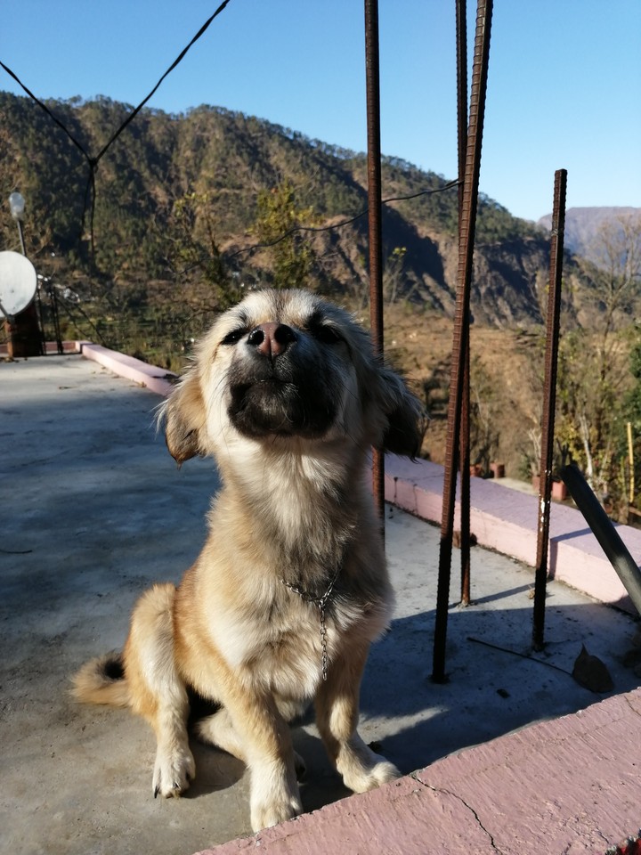 pup